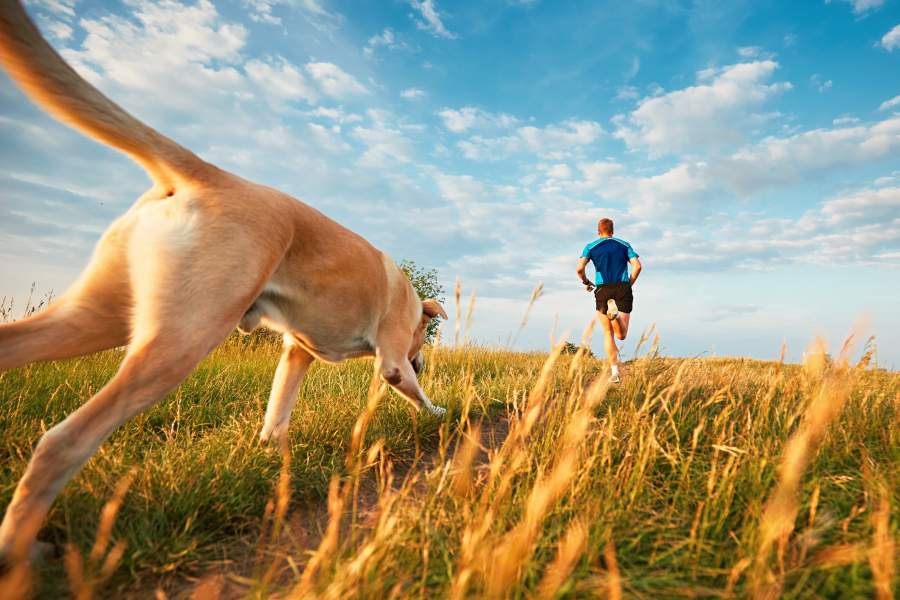 Sport & Beweging: blessures bij honden