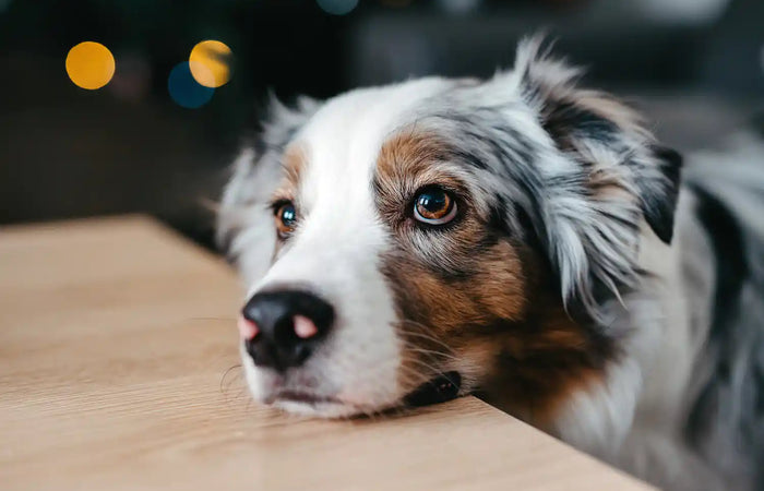 Gezondheidsproblemen bij honden: Snacks voeren bij Alvleesklierproblemen (Pancreas)