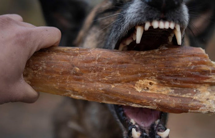 Hondengebit: de rol van voeding in tandgezondheid bij de hond