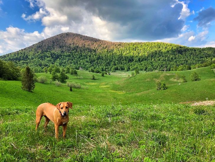 Mooie wandelgebieden voor je hond in Nederland!