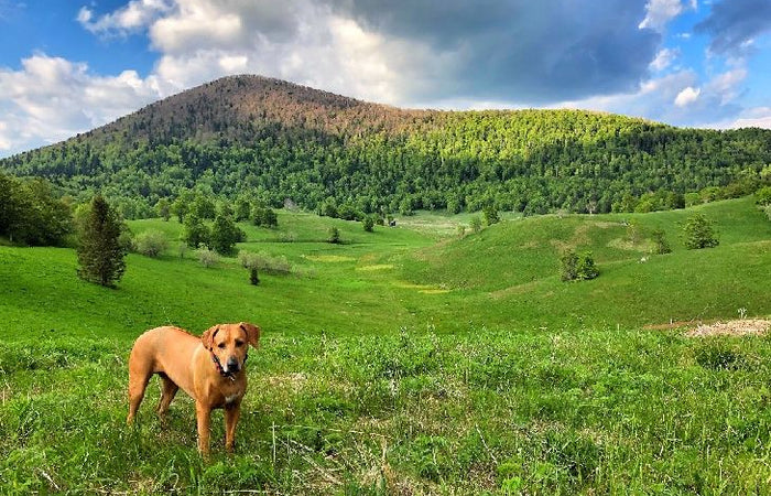 Mooie wandelgebieden voor je hond in Nederland!