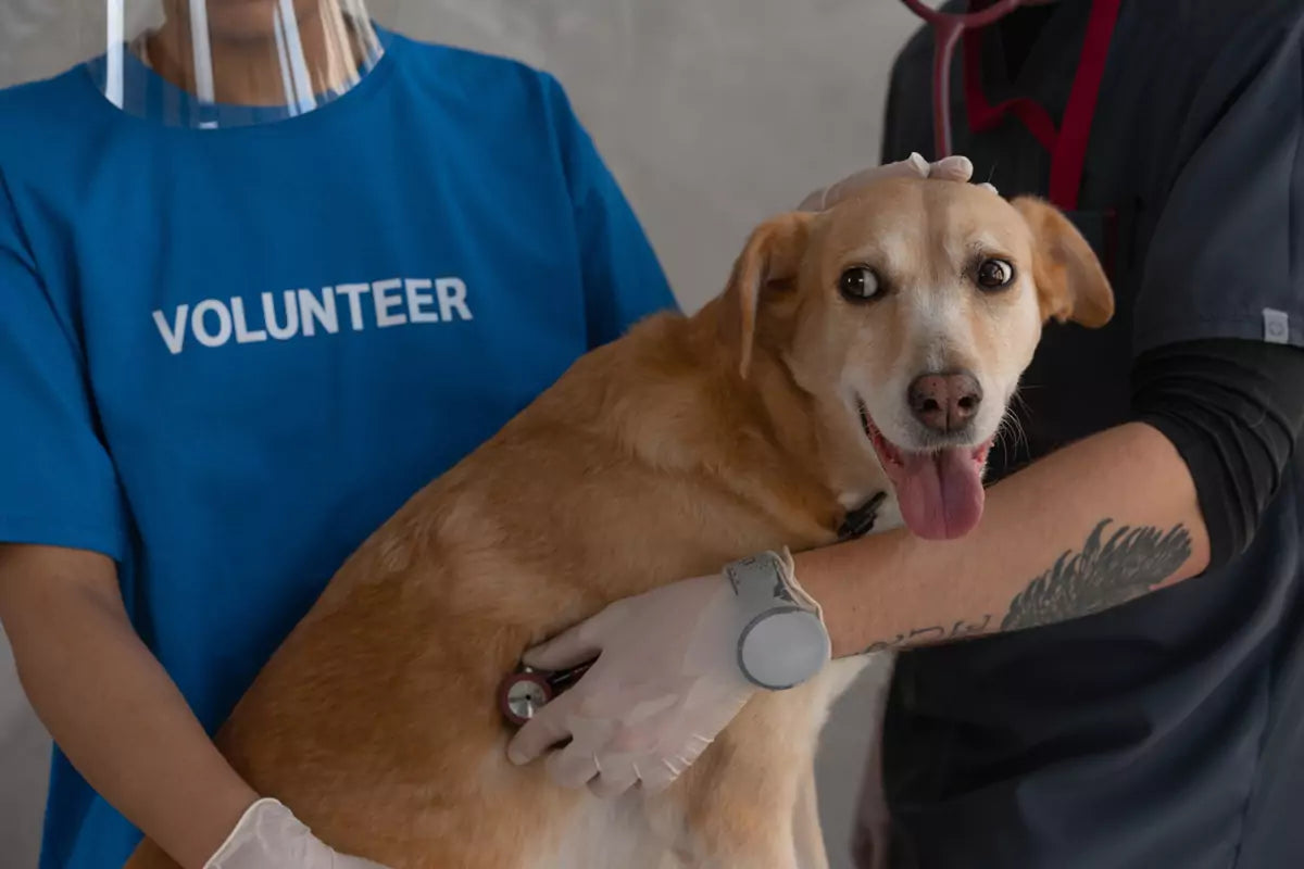 Hondengedrag: drie tekenen van stress bij honden