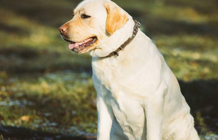 Overgewicht bij de hond