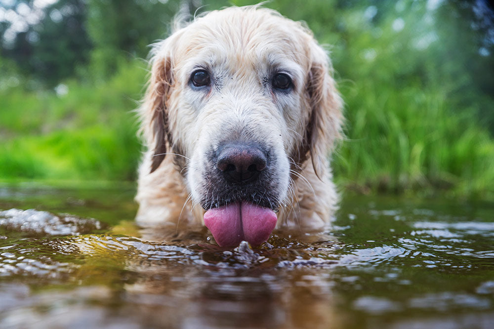 hulp bij: Waterintoxicatie