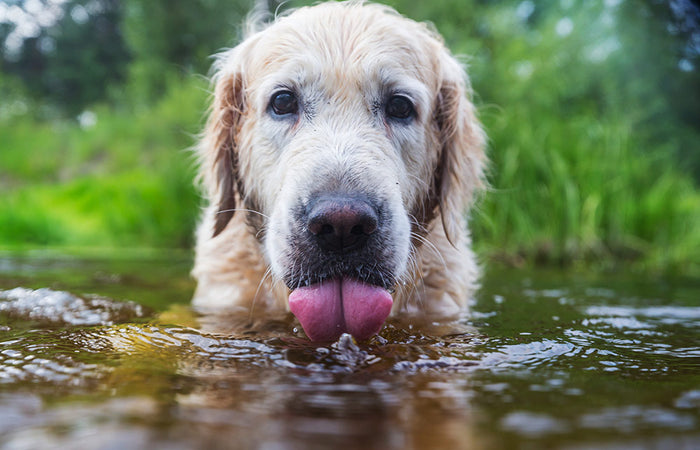 Eerste hulp bij: Waterintoxicatie