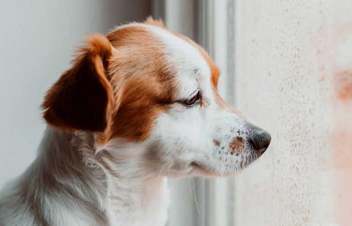 Beweging: je hond binnen vermaken bij slecht weer
