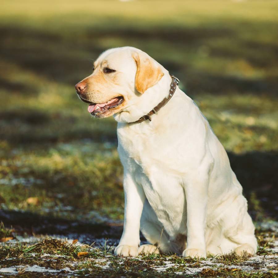 Overgewicht bij de hond