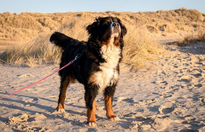 Hondenvoeding: verrijking tijdens de wandeling