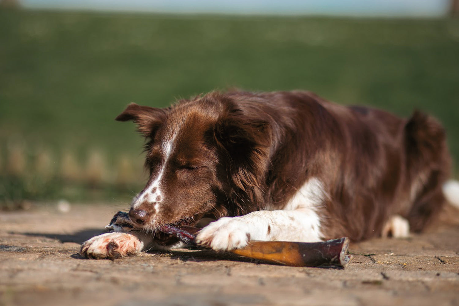 Intoleranties & Elimineren