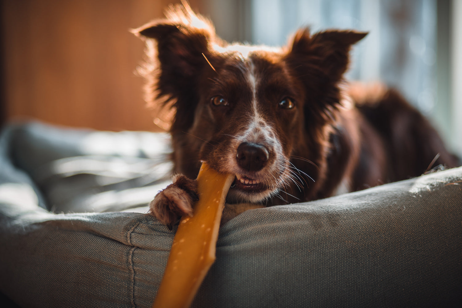 Hypoallergene hondensnacks