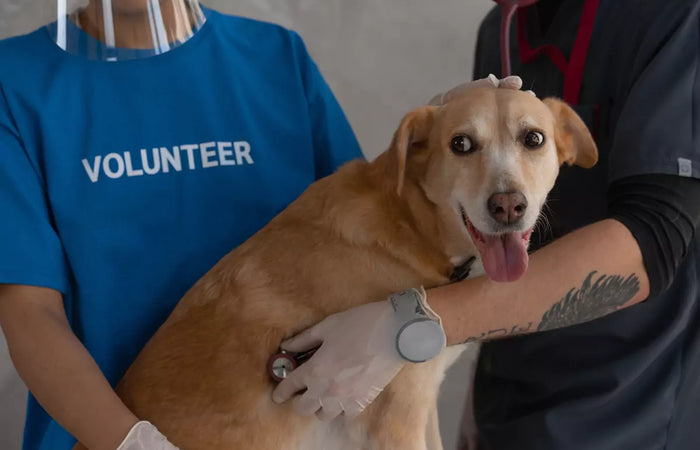 Hondengedrag: drie tekenen van stress bij honden