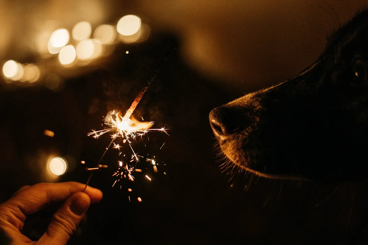 Checklist oud en nieuw met je hond