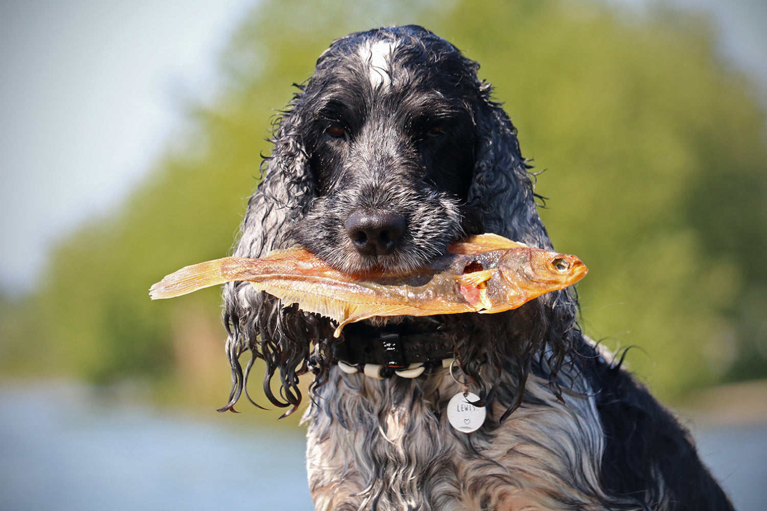 Snacks voor honden met een allergie: welke zijn veilig?