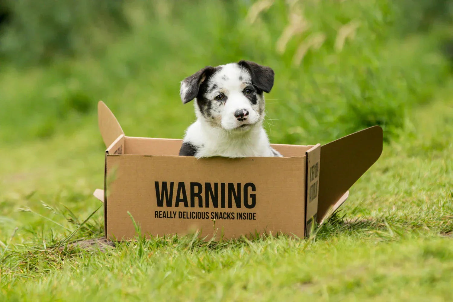 Puppy snacks: vanaf welke leeftijd en wat is veilig?