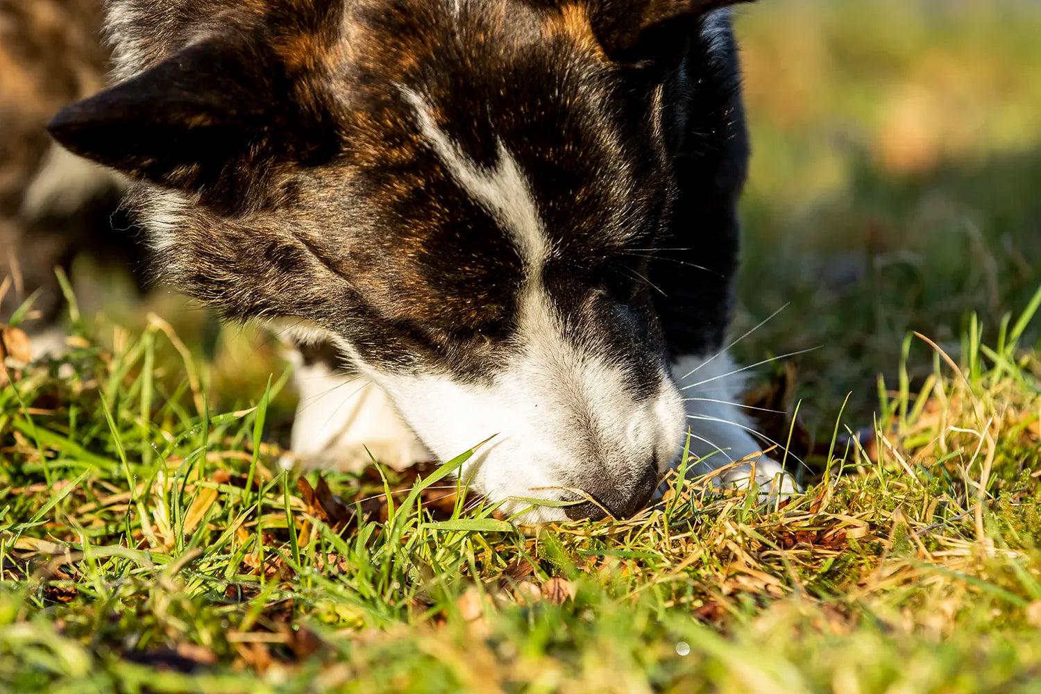 Waarom snuffelen zó belangrijk is voor je hond