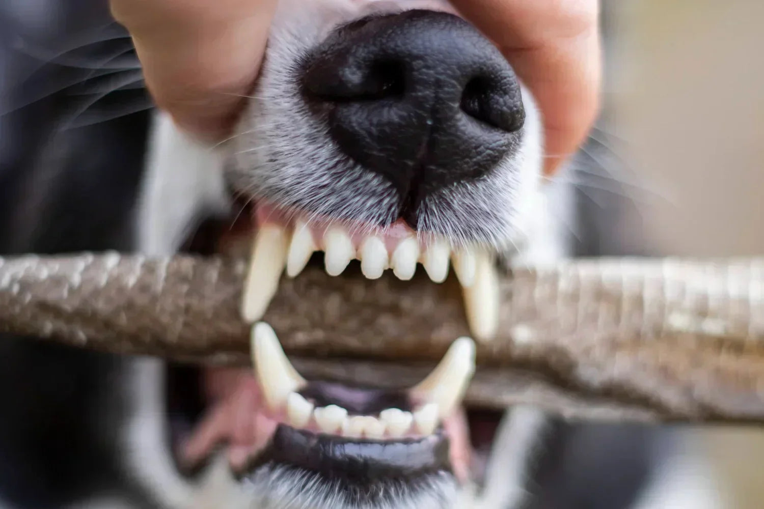 Kauwsnacks en het gebit van je hond: zo werkt het echt