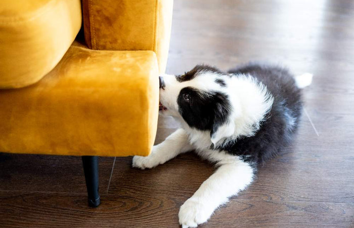 Hondengedrag: bijtgedrag bij pups