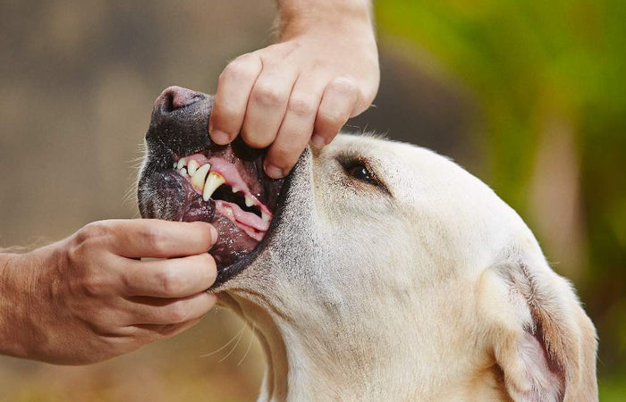 Gebitsproblemen bij de hond
