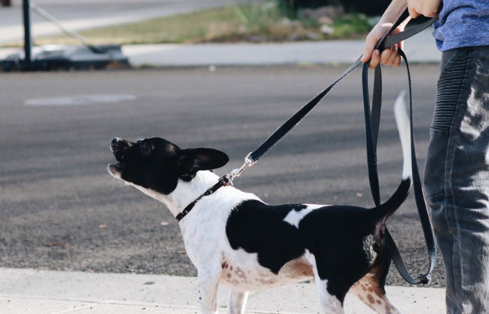 Hondengedrag: uitvalsgedrag naar andere honden