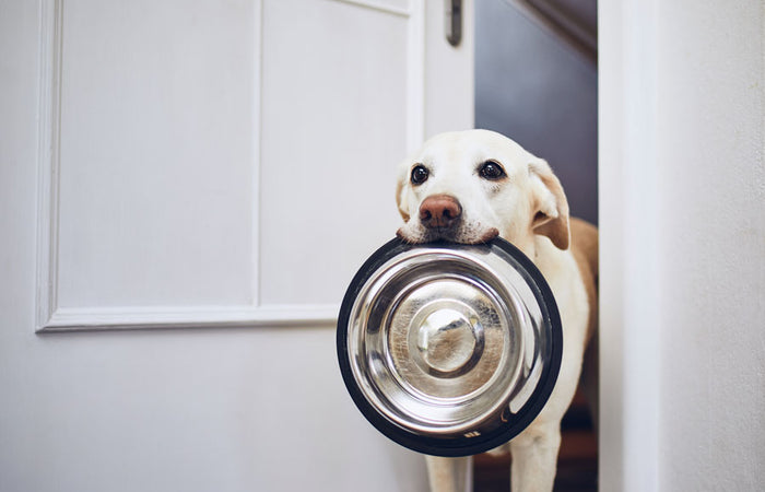 Hondenvoeding: 5 veelgestelde vragen over hondenvoeding