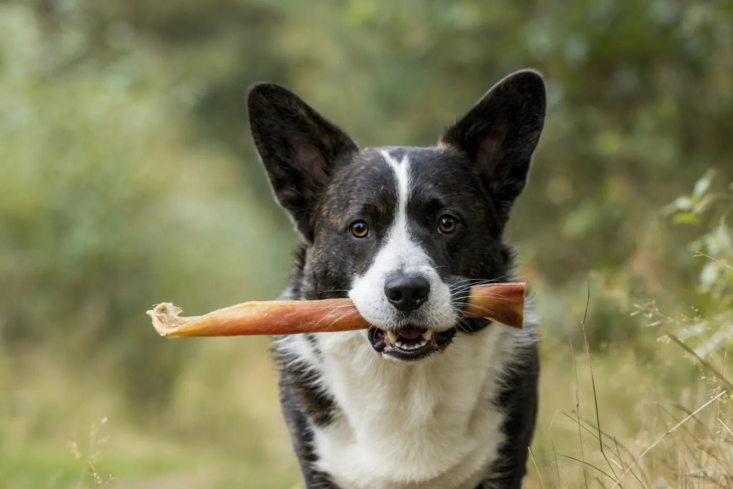 Corgi met natuurlijke kauwsnack van Bellobox