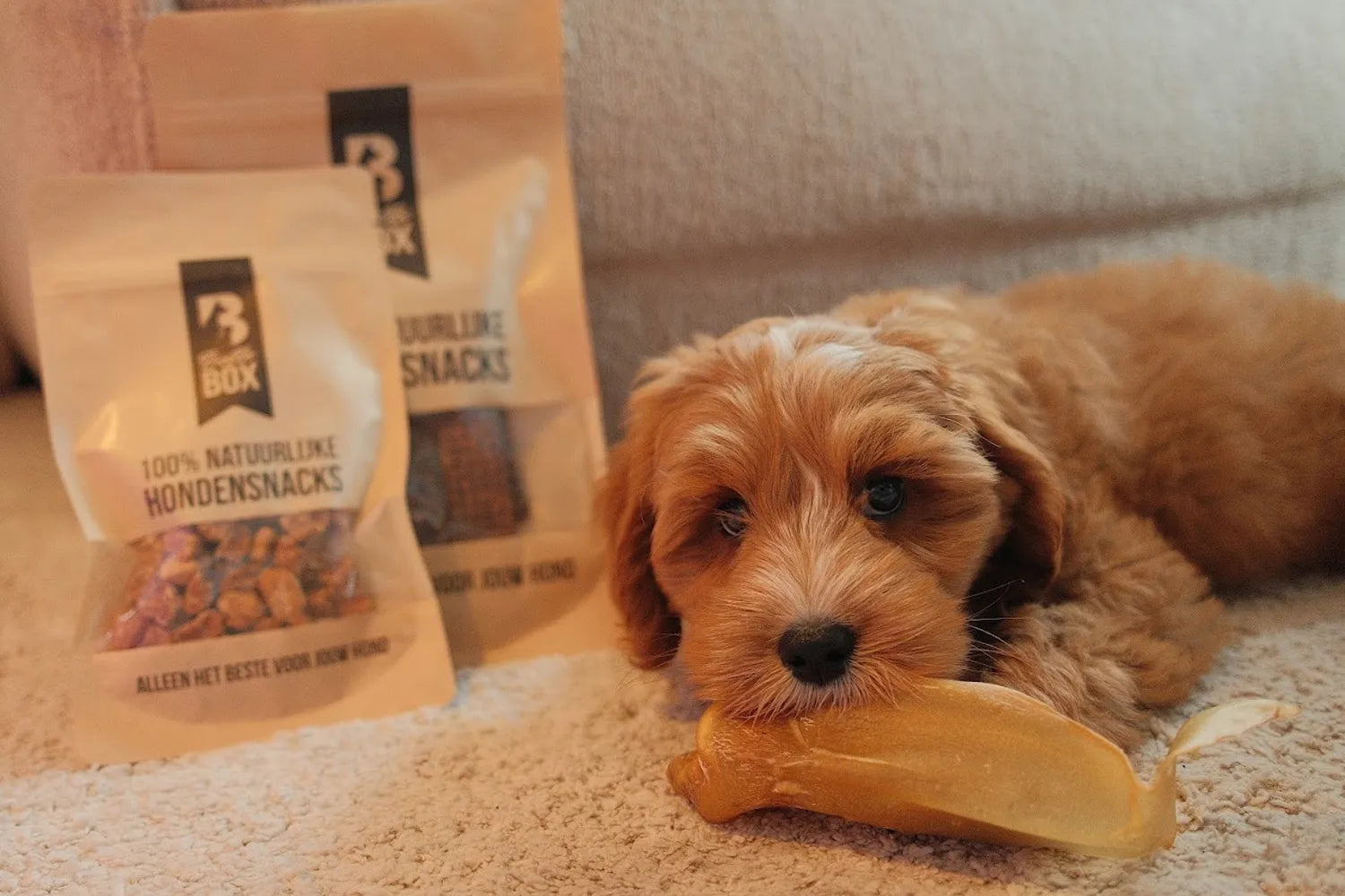 puppy met runderoor als kauwsnack