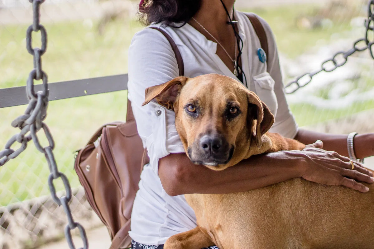 Hond adopteren of herplaatser nemen: checklist voor de eerste weken