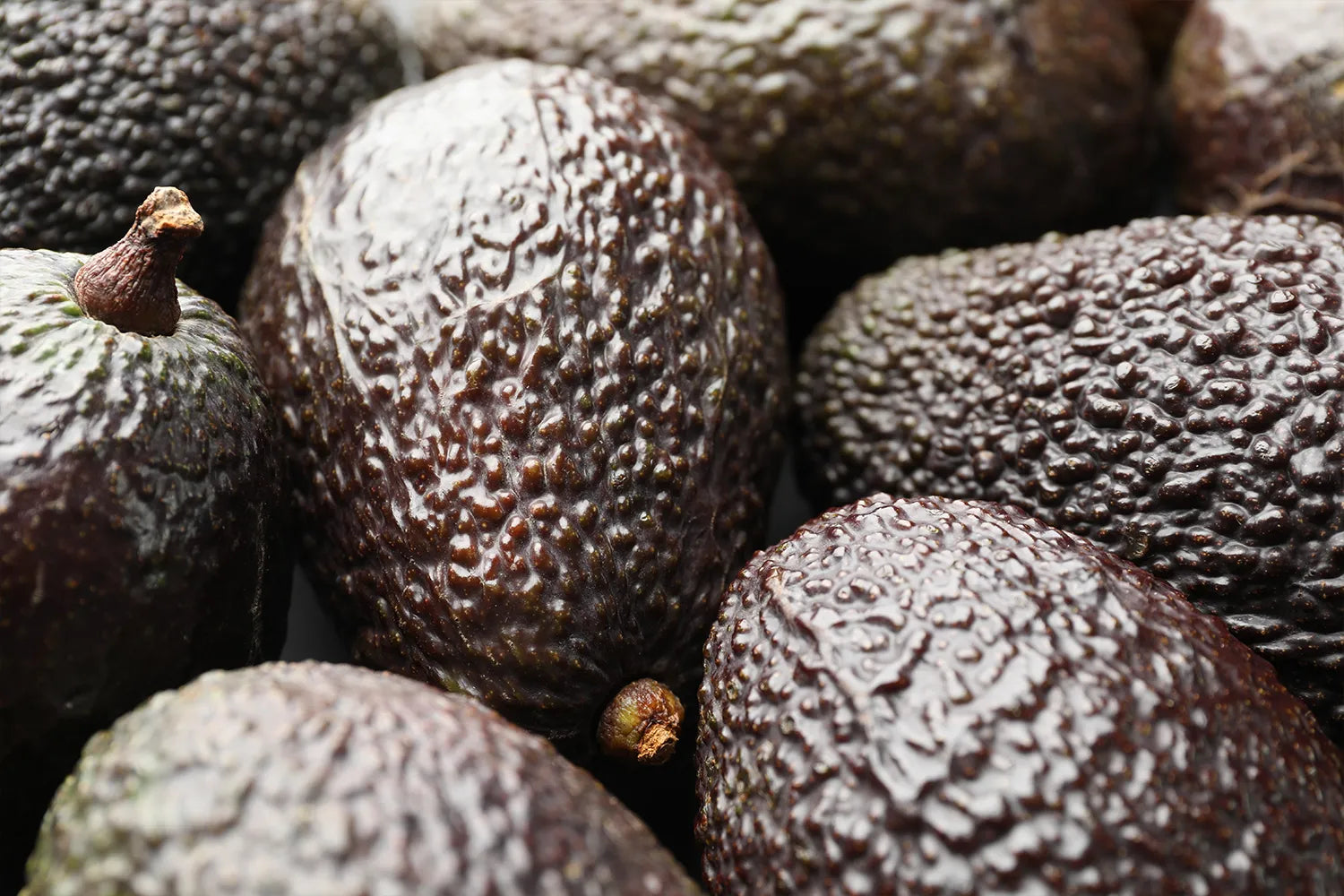 Mag een hond avocado eten?
