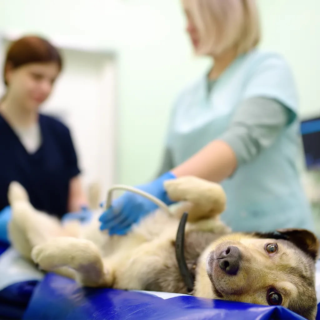 Alvleesklierproblemen bij honden: hoe herken je ze en wat kun je doen?