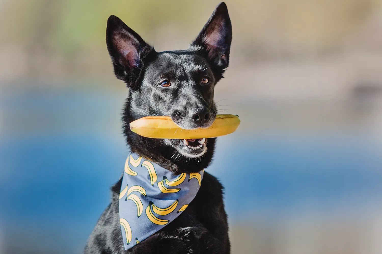 Mag een hond banaan eten?