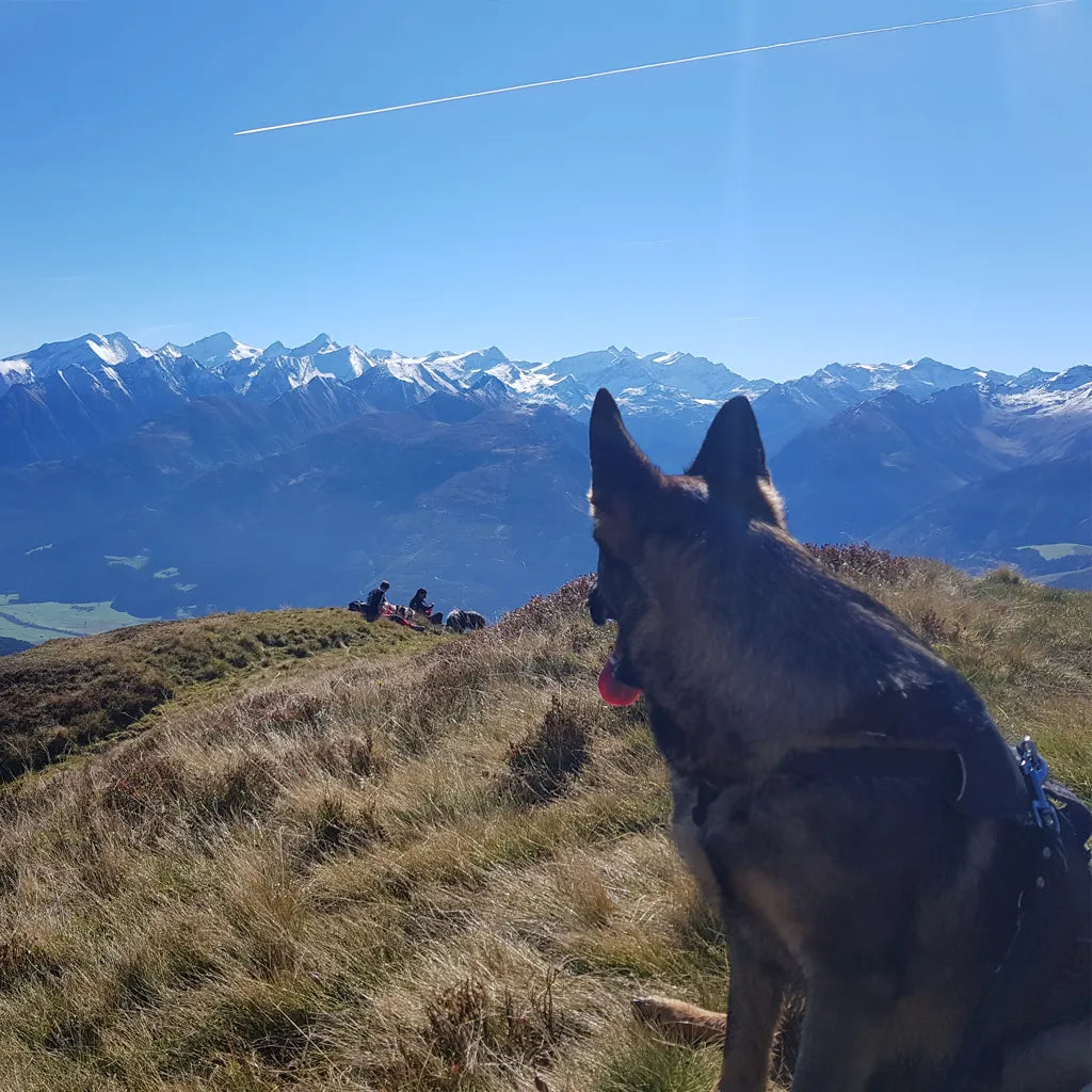🏔️ Op avontuur met je hond: bergwandelen