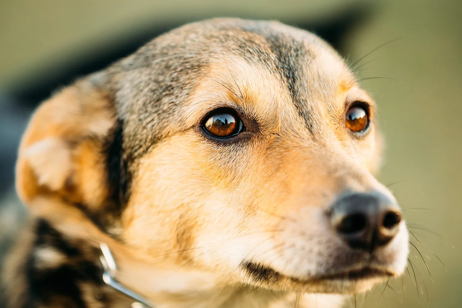 Emoties bij Honden 2: Kunnen emoties veranderen?