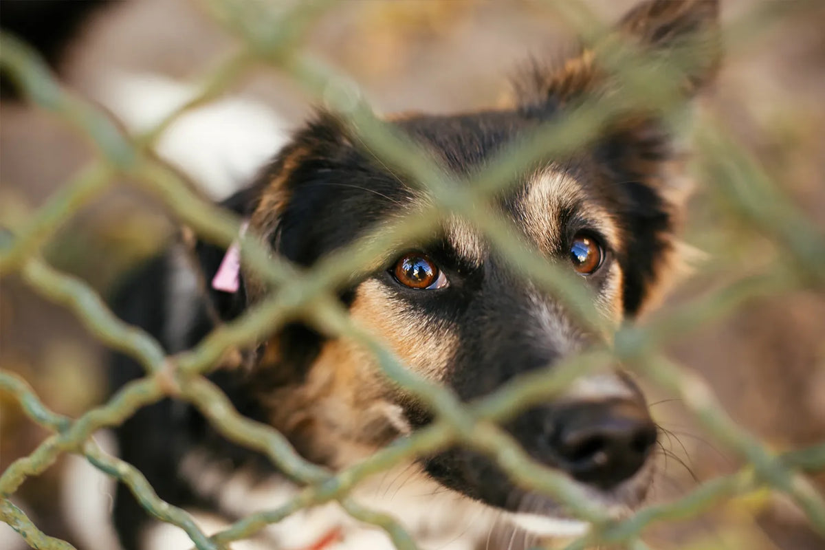 Hond uit het buitenland adopteren: regels, risico's en de eerste weken