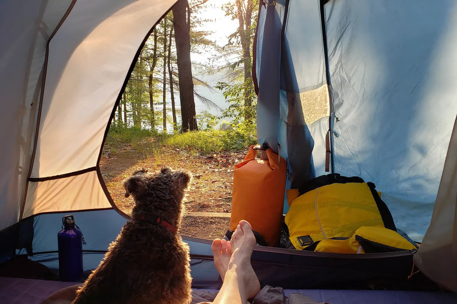 kamperen is heerlijk met de hond om te genieten van de natuur