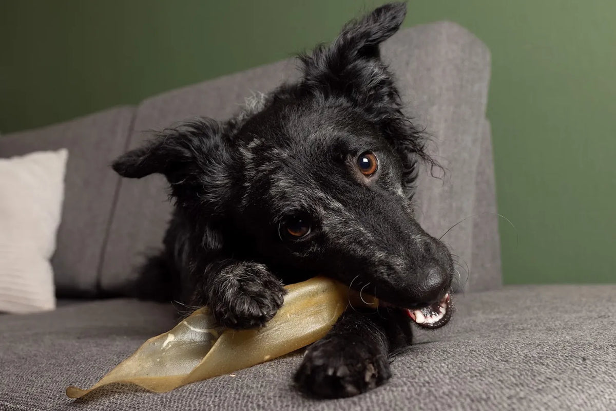 Collageen in hondensnacks: wat doet het voor je hond?