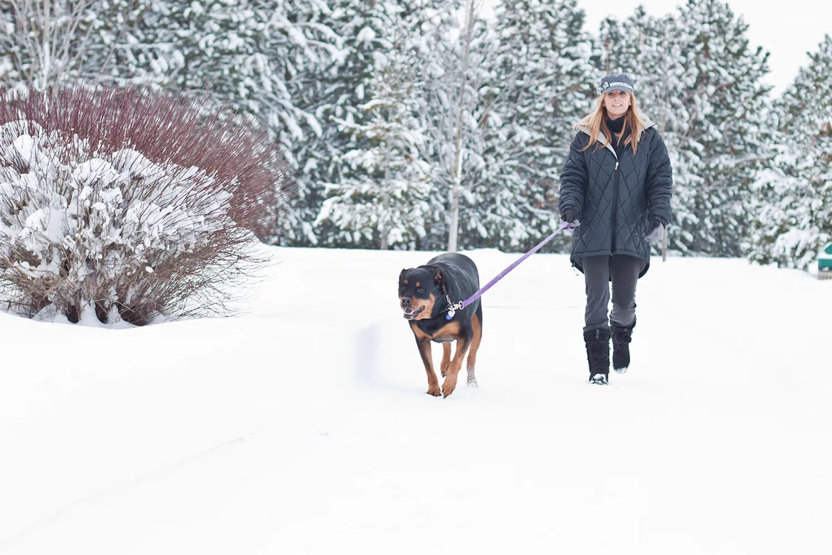 Wandelen met je hond in december: waar let je op?