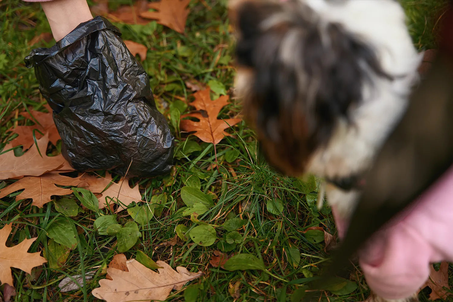 diarree bij honden kan verschillende oorzaken hebben