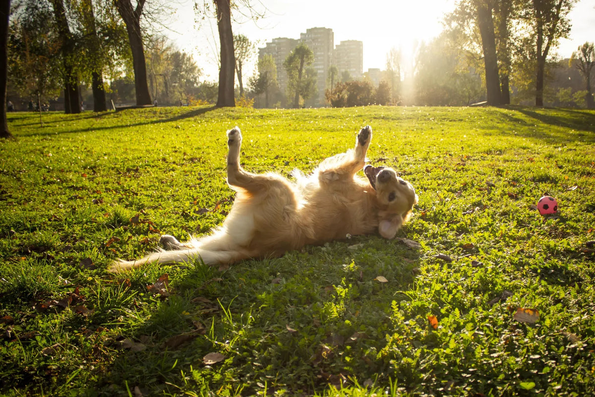 Dierendag: het ontstaan van deze bijzondere dag, en hoe je je hond verwent