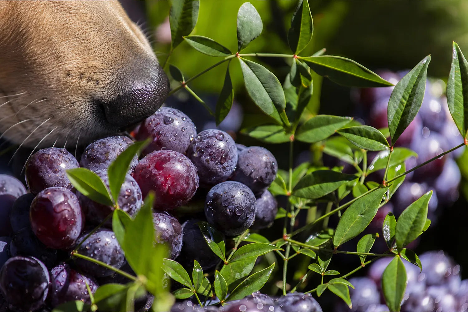 hond snuffelt aan druiven
