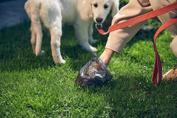 Giardia bij honden: wat het is, hoe het herstelt en welke snacks helpen