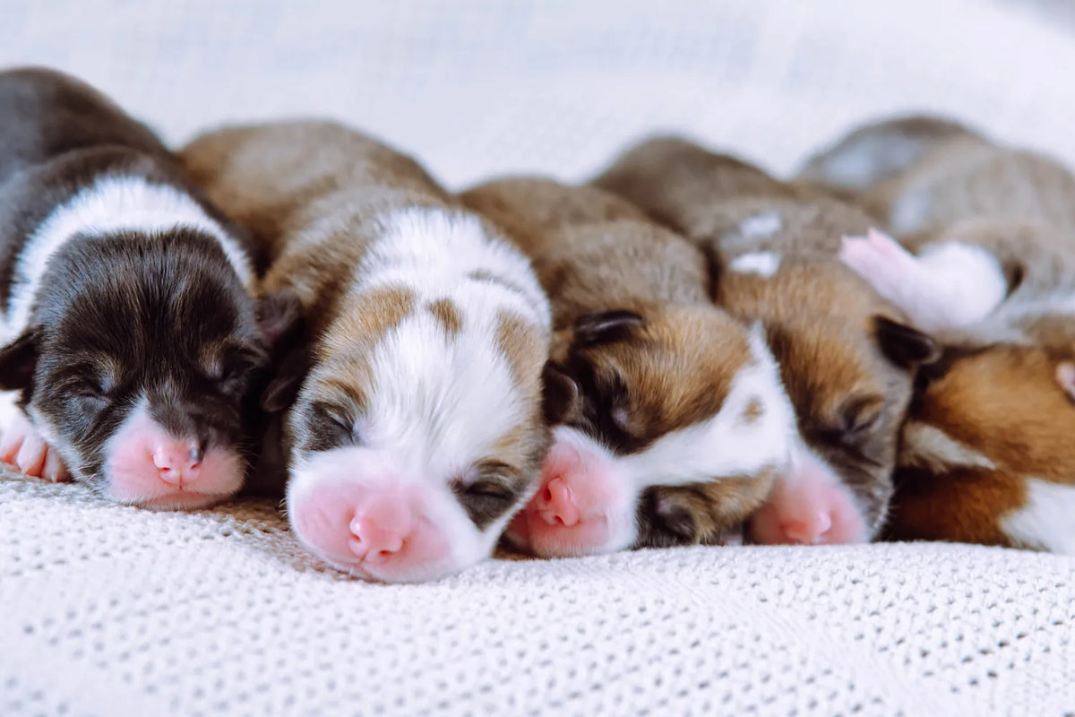 Hoe kies je een goede fokker? Checklist voordat je een puppy koopt