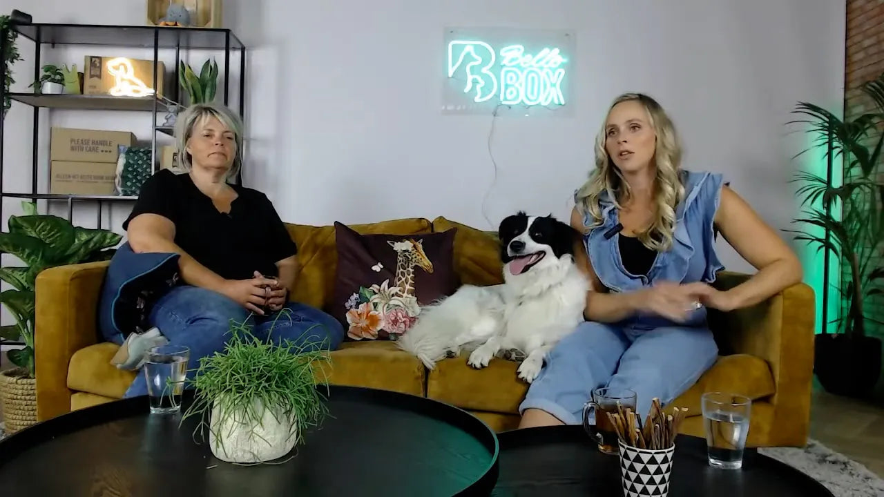 Webinar: Vuurwerkangst bij honden: wat je kunt doen om je hond te helpen