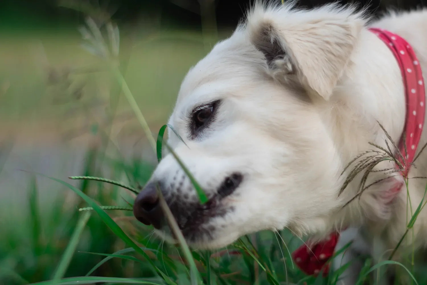 gras eten is iets wat veel honden doen