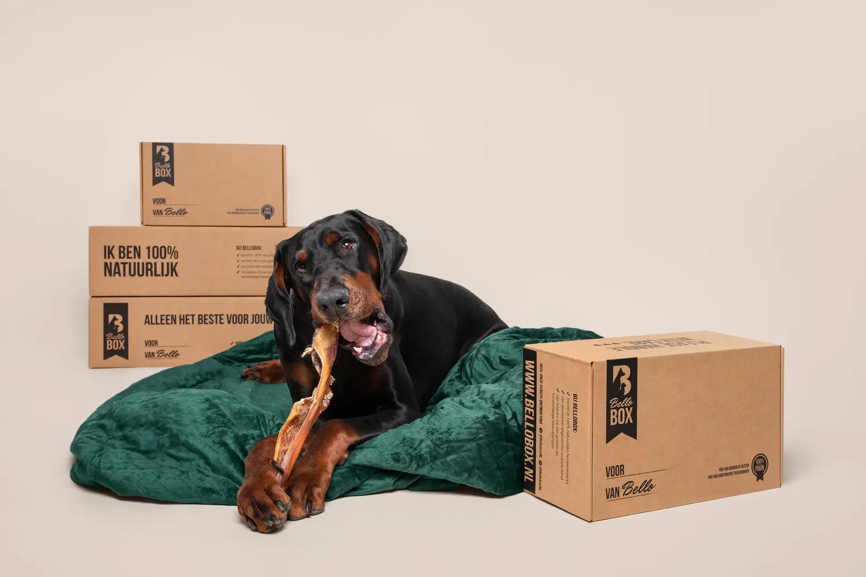 Veilig Kauwen voor Honden: Wat Moet Je Weten?