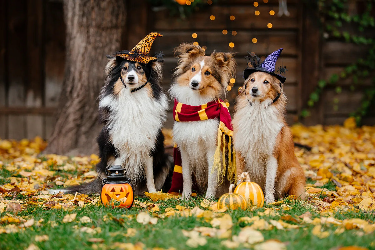 De ideale Halloween-traktatie voor je hond