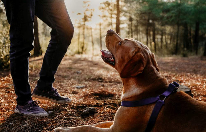 Goede voornemens: versterk de band met je hond