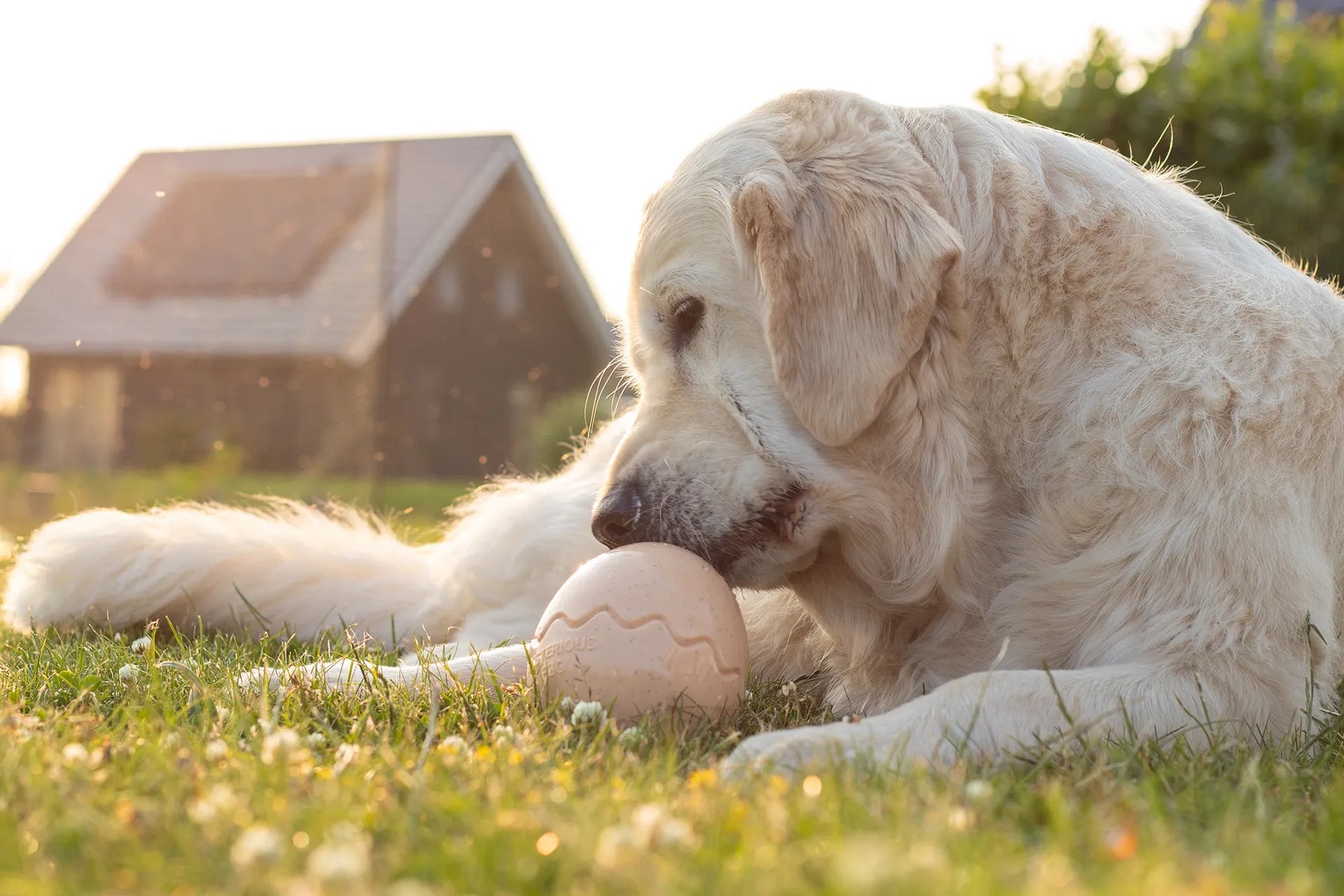 Zomerse eisjes voor je hond – gemaakt in het Bellobox ei! 🍦🐾