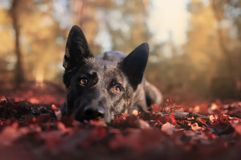 Hondengedrag: Hoe vermaak ik mijn hond op regenachtige dagen?