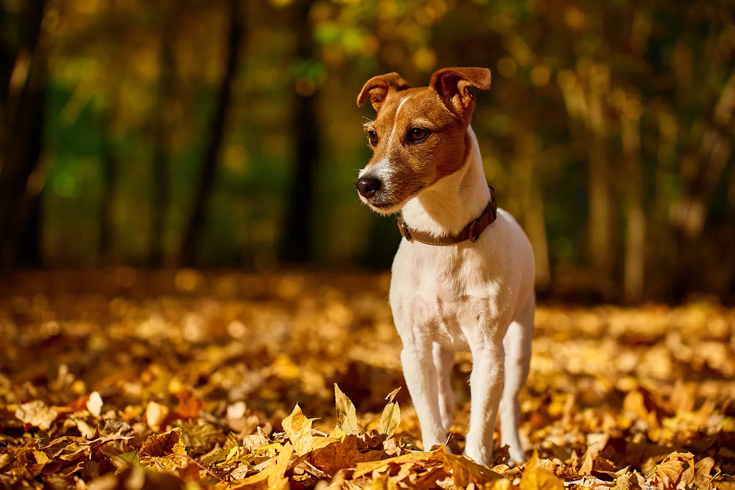 eikels zijn giftig voor honden