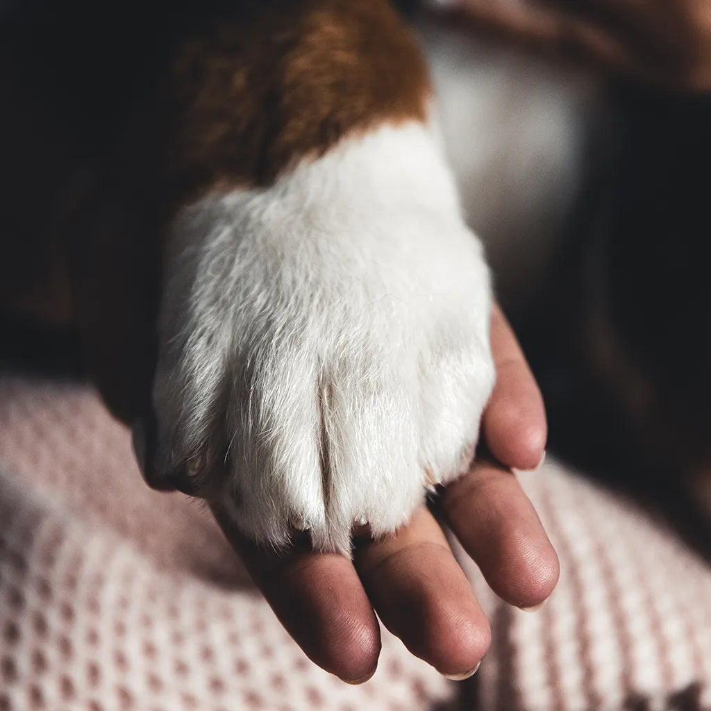 Als afscheid nemen pijn doet – Over rouw bij honden